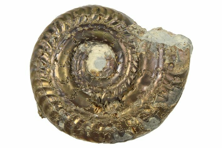 Fossil Pyritized Ammonite (Hildoceras) - France #262635